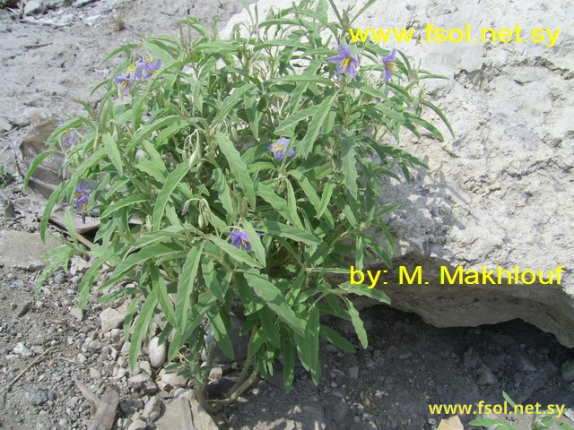 Solanum elaeagnifolium Cav.